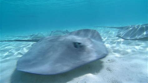Stingrays .